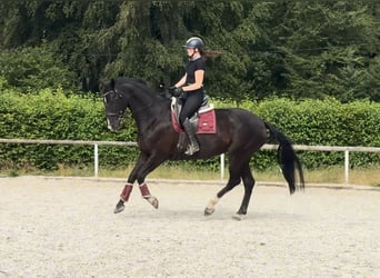 Hannoveraan, Merrie, 12 Jaar, 170 cm