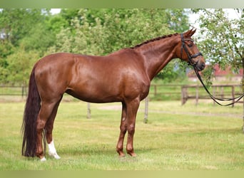 Hannoveraan, Merrie, 12 Jaar, 170 cm, Vos