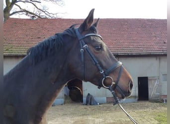 Hannoveraan, Merrie, 12 Jaar, 170 cm, Zwartbruin
