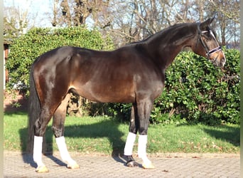 Hannoveraan, Merrie, 12 Jaar, 171 cm, Donkerbruin