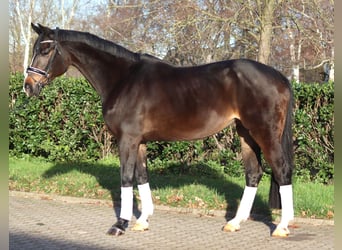 Hannoveraan, Merrie, 12 Jaar, 171 cm, Donkerbruin