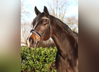 Hannoveraan, Merrie, 12 Jaar, 171 cm, Donkerbruin