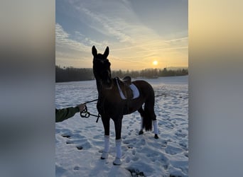 Hannoveraan, Merrie, 12 Jaar, 172 cm, Donkere-vos