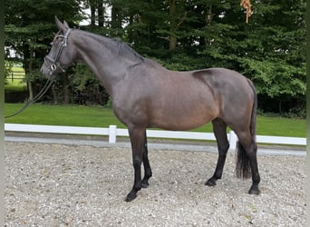 Hannoveraan, Merrie, 12 Jaar, 172 cm, Zwart