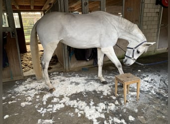 Hannoveraan, Merrie, 12 Jaar, 174 cm, Schimmel