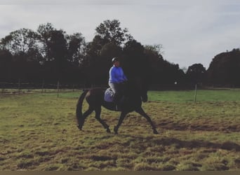 Hannoveraan, Merrie, 12 Jaar, 175 cm, Zwart