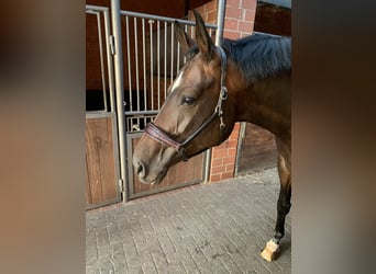 Hannoveraan, Merrie, 12 Jaar, 175 cm, Zwartbruin