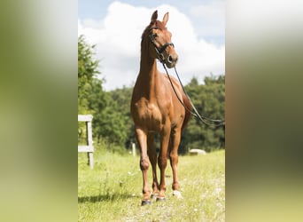 Hannoveraan, Merrie, 12 Jaar, 178 cm, Vos