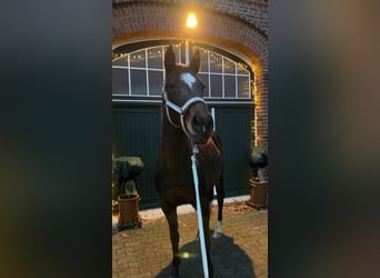 Hannoveraan, Merrie, 13 Jaar, 153 cm, Donkerbruin