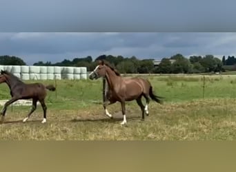 Hannoveraan, Merrie, 13 Jaar, 160 cm, Donkere-vos