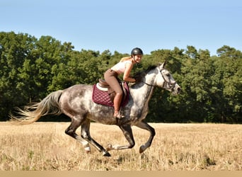 Hannoveraan, Merrie, 13 Jaar, 162 cm, Schimmel