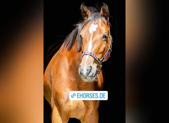 Hannoveraan, Merrie, 13 Jaar, 167 cm, Brauner