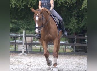 Hannoveraan, Merrie, 13 Jaar, 167 cm, Vos