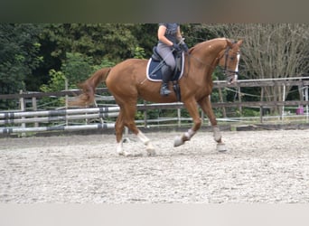 Hannoveraan, Merrie, 13 Jaar, 167 cm, Vos