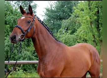 Hannoveraan, Merrie, 13 Jaar, 168 cm, Bruin