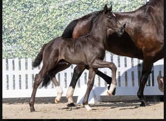 Hannoveraan, Merrie, 13 Jaar, 168 cm, Bruin
