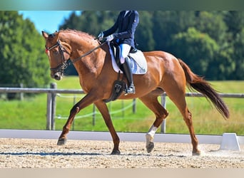 Hannoveraan, Merrie, 13 Jaar, 168 cm, Vos
