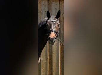Hannoveraan, Merrie, 13 Jaar, 170 cm, Donkerbruin