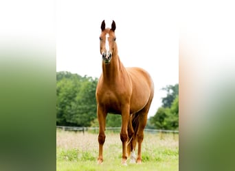 Hannoveraan, Merrie, 13 Jaar, 170 cm, Vos