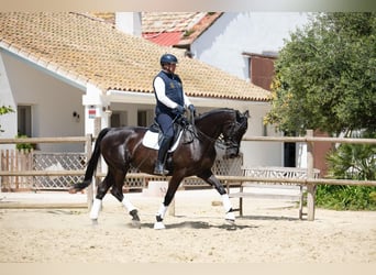 Hannoveraan, Merrie, 13 Jaar, 170 cm, Zwart