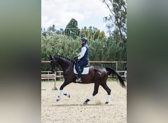 Hannoveraan, Merrie, 13 Jaar, 170 cm, Zwart