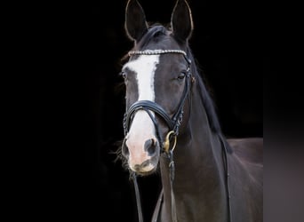 Hannoveraan, Merrie, 13 Jaar, 170 cm, Zwart