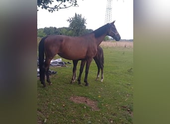 Hannoveraan, Merrie, 13 Jaar, 171 cm, Bruin