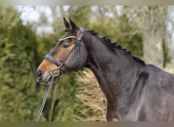 Hannoveraan, Merrie, 13 Jaar, 171 cm, Donkerbruin