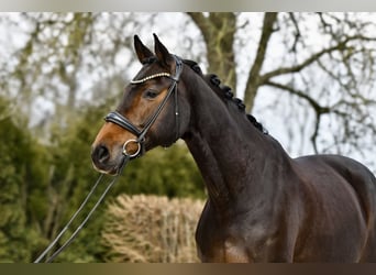 Hannoveraan, Merrie, 13 Jaar, 171 cm, Donkerbruin