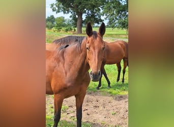 Hannoveraan, Merrie, 13 Jaar, 172 cm, Bruin