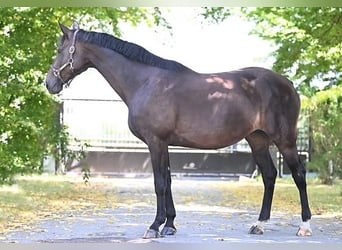 Hannoveraan, Merrie, 13 Jaar, 172 cm, Donkerbruin