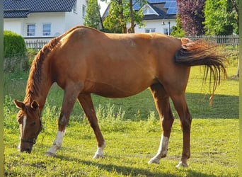 Hannoveraan, Merrie, 13 Jaar, 172 cm, Vos