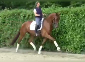 Hannoveraan, Merrie, 13 Jaar, 173 cm, Vos