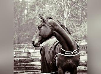 Hannoveraan, Merrie, 13 Jaar, 174 cm, Bruin