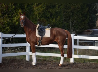 Hannoveraan, Merrie, 13 Jaar, 174 cm, Donkere-vos