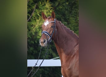 Hannoveraan, Merrie, 13 Jaar, 174 cm, Donkere-vos