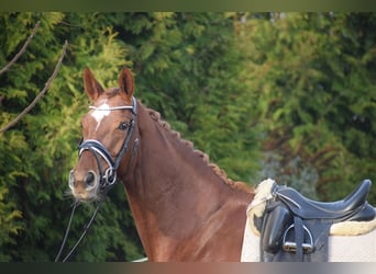 Hannoveraan, Merrie, 13 Jaar, 174 cm, Donkere-vos