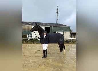 Hannoveraan, Merrie, 13 Jaar, 175 cm, Donkerbruin