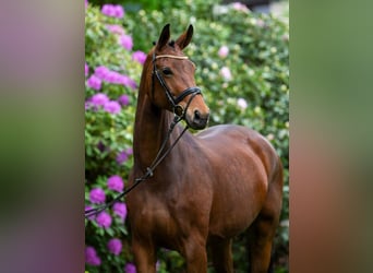 Hannoveraan, Merrie, 13 Jaar, 177 cm, Bruin