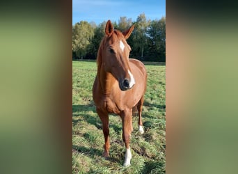 Hannoveraan, Merrie, 14 Jaar, 162 cm