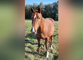 Hannoveraan, Merrie, 14 Jaar, 162 cm