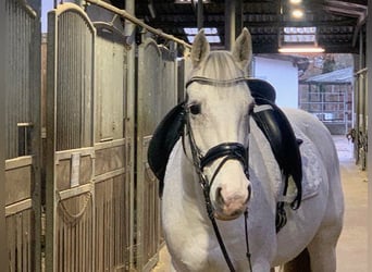 Hannoveraan, Merrie, 14 Jaar, 163 cm, Schimmel