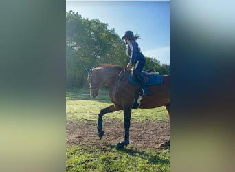 Hannoveraan, Merrie, 14 Jaar, 164 cm, Bruin