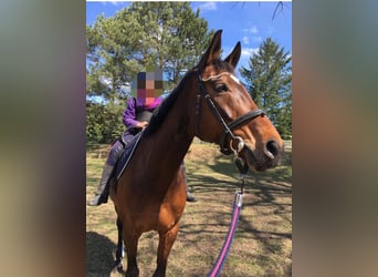 Hannoveraan, Merrie, 14 Jaar, 164 cm, Bruin