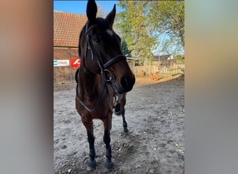Hannoveraan, Merrie, 14 Jaar, 164 cm, Bruin