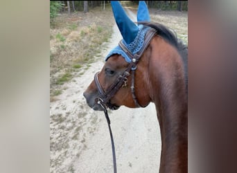Hannoveraan, Merrie, 14 Jaar, 164 cm, Bruin
