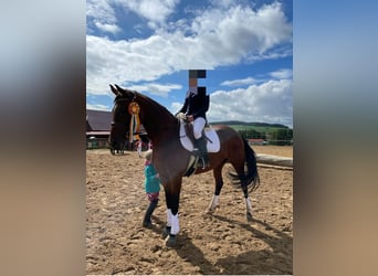 Hannoveraan, Merrie, 14 Jaar, 164 cm, Bruin