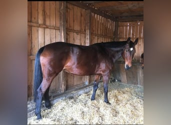 Hannoveraan, Merrie, 14 Jaar, 164 cm, Bruin
