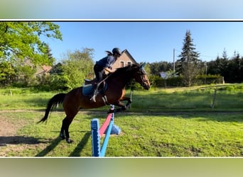 Hannoveraan, Merrie, 14 Jaar, 164 cm, Bruin