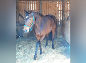 Hannoveraan, Merrie, 14 Jaar, 164 cm, Bruin
